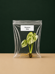 Rare Monstera Mint Tissue Culture, Live Starter Plant
