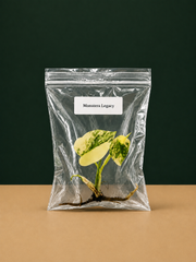 Monstera Legacy Tissue Culture Starter Live Plant