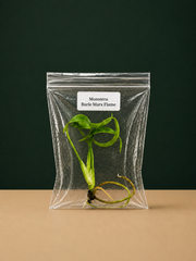 Monstera Burle Marx Flame Tissue Culture Starter Plant
