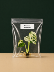 Rare Monstera Bolbasore Tissue Culture Starter Plant