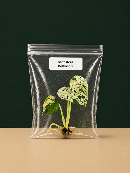 Rare Monstera Bolbasore Tissue Culture Starter Plant