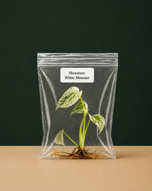 Rare Monstera White Monster Tissue Culture Starter Plants