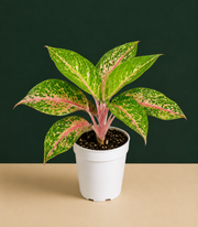 Aglaonema Sparkling Sarah Live Plant