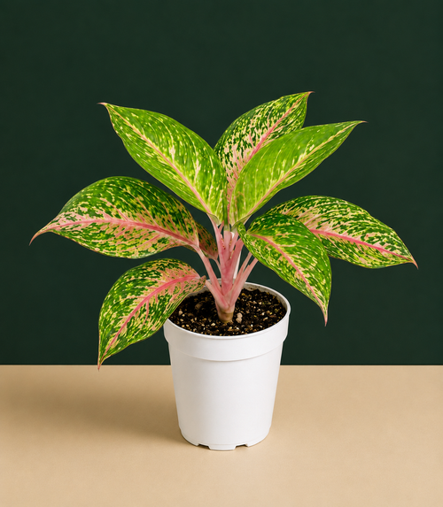 Aglaonema Sparkling Sarah Live Plant