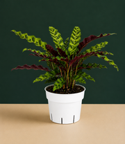 Rattlesnake Calathea Live Plant