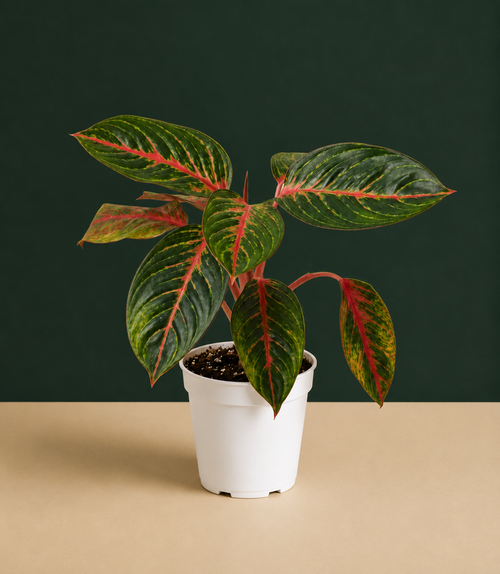 Aglaonema Garnet Live Plant