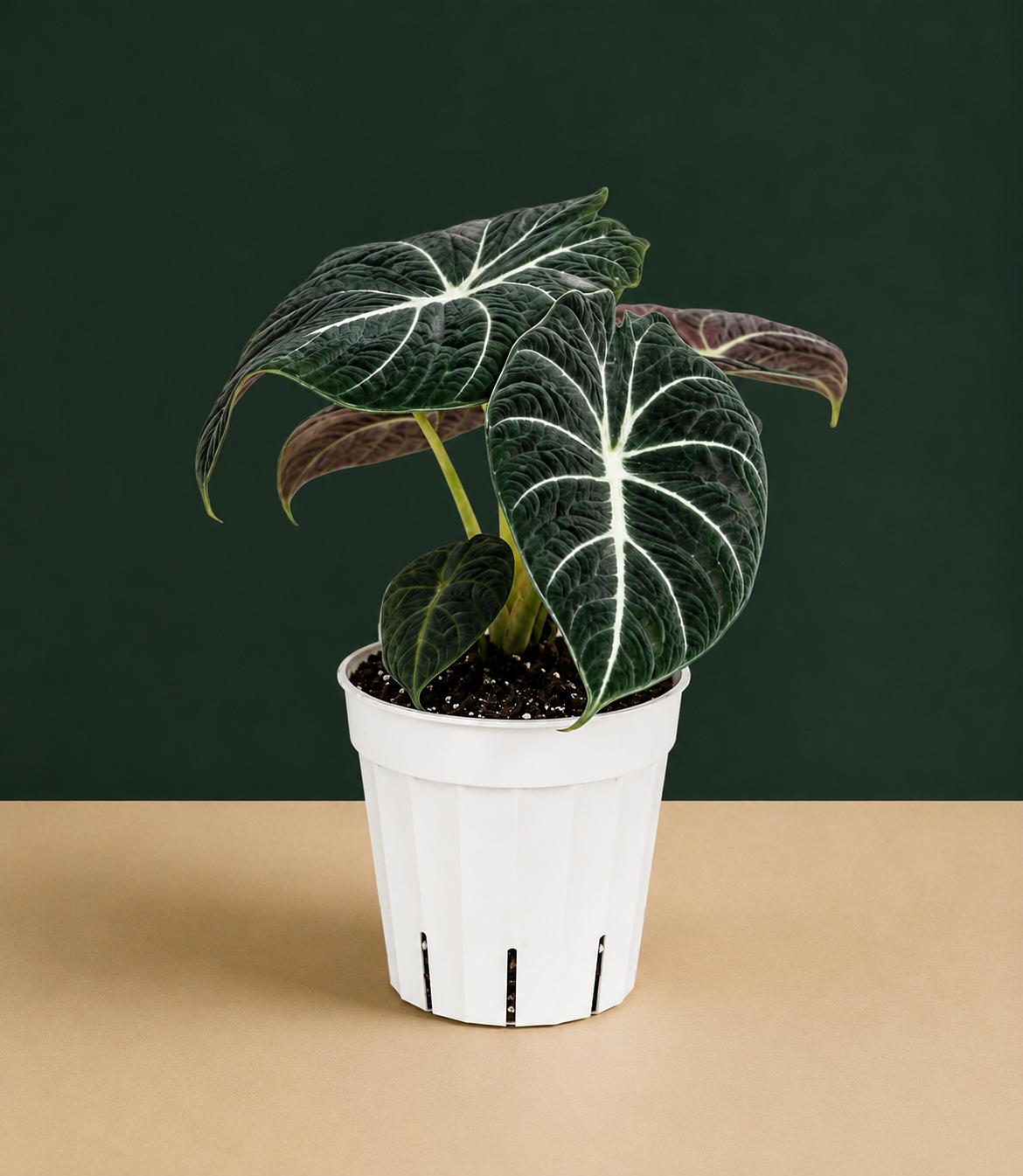 Alocasia Black Velvet Live Plant