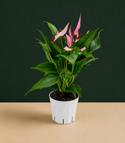 Anthurium Pink Lilli Live Plant