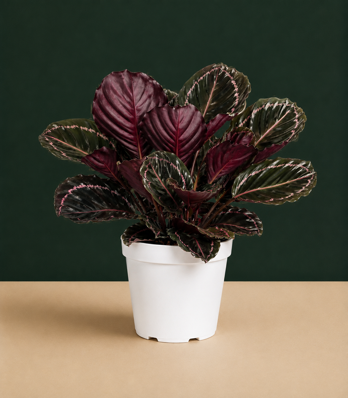 Large Calathea Dottie Live Plant