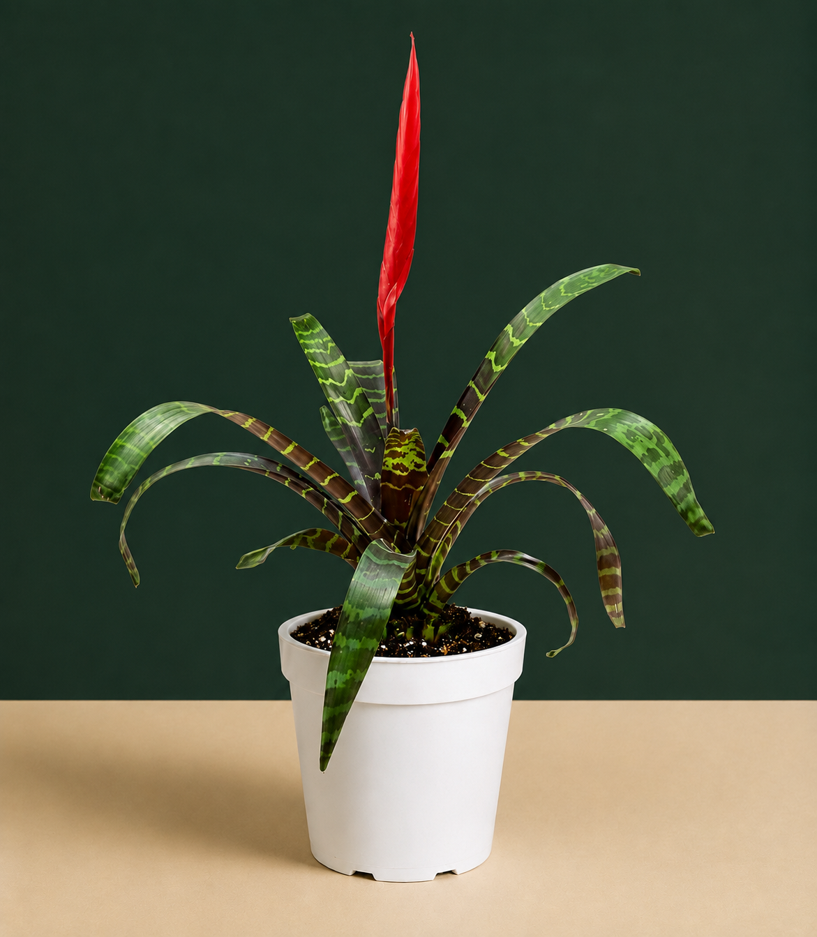 Bromeliad Flaming Sword Live Plant