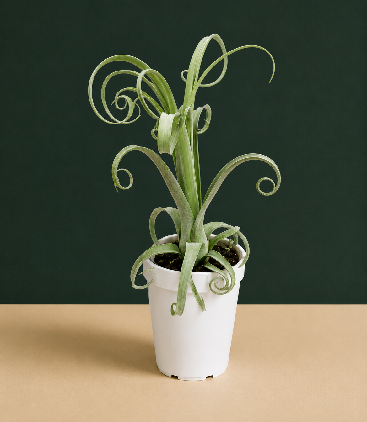 Large Tillandsia Curly Slim Live Air Plant