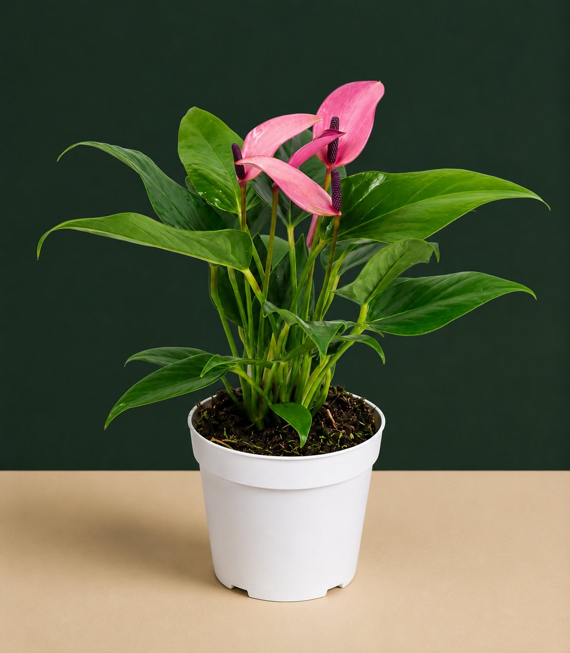 Anthurium Purple Zizou Live Plant