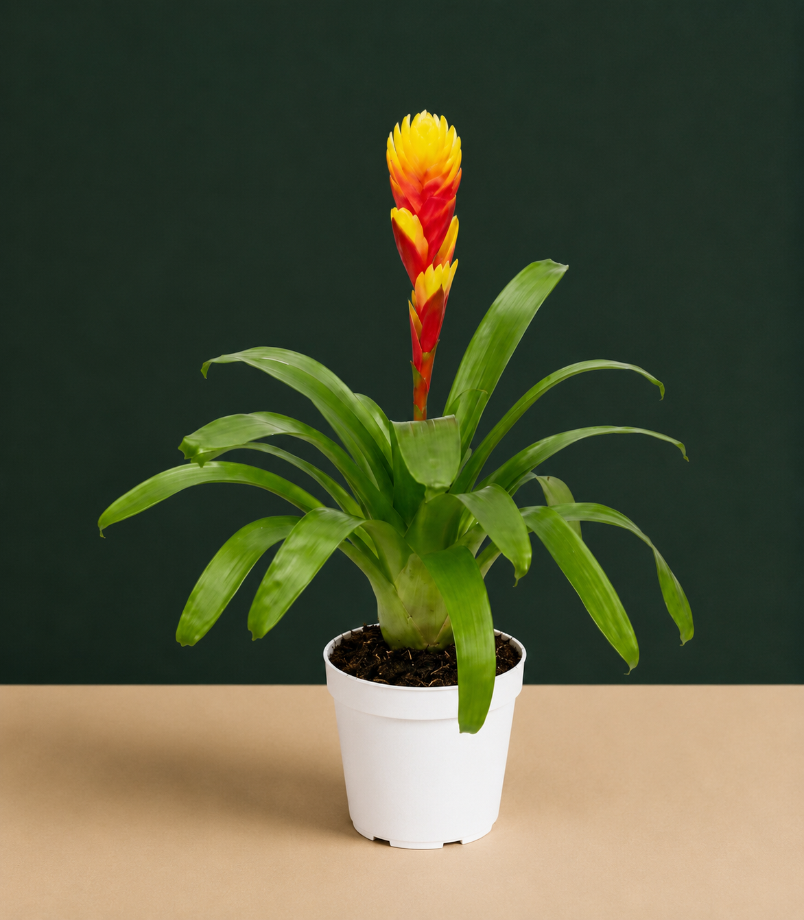 Bromeliad Tosca Live Plant