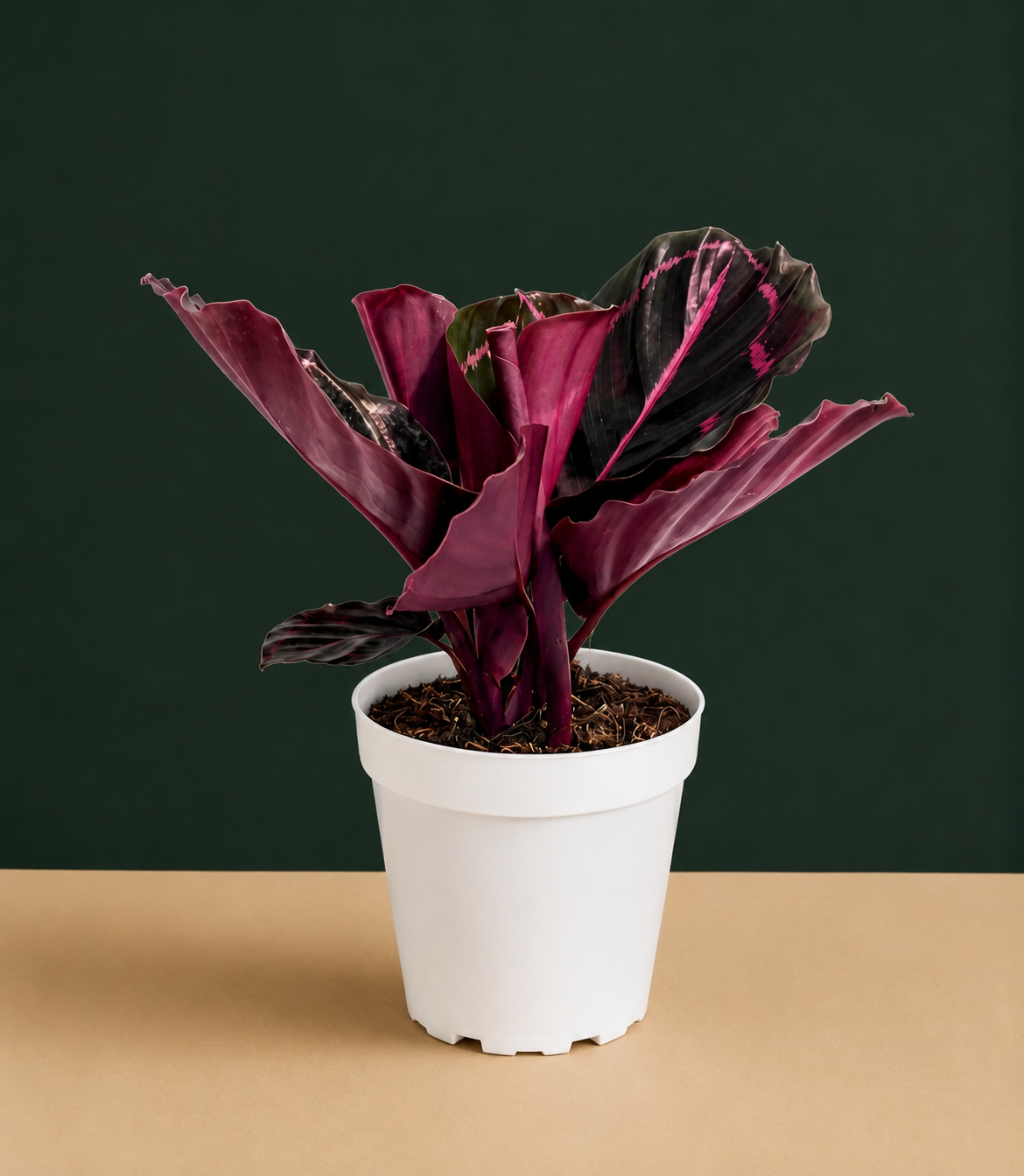 Calathea Dottie Live Plant