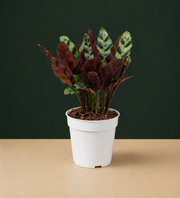 Rattlesnake Calathea Live Plant
