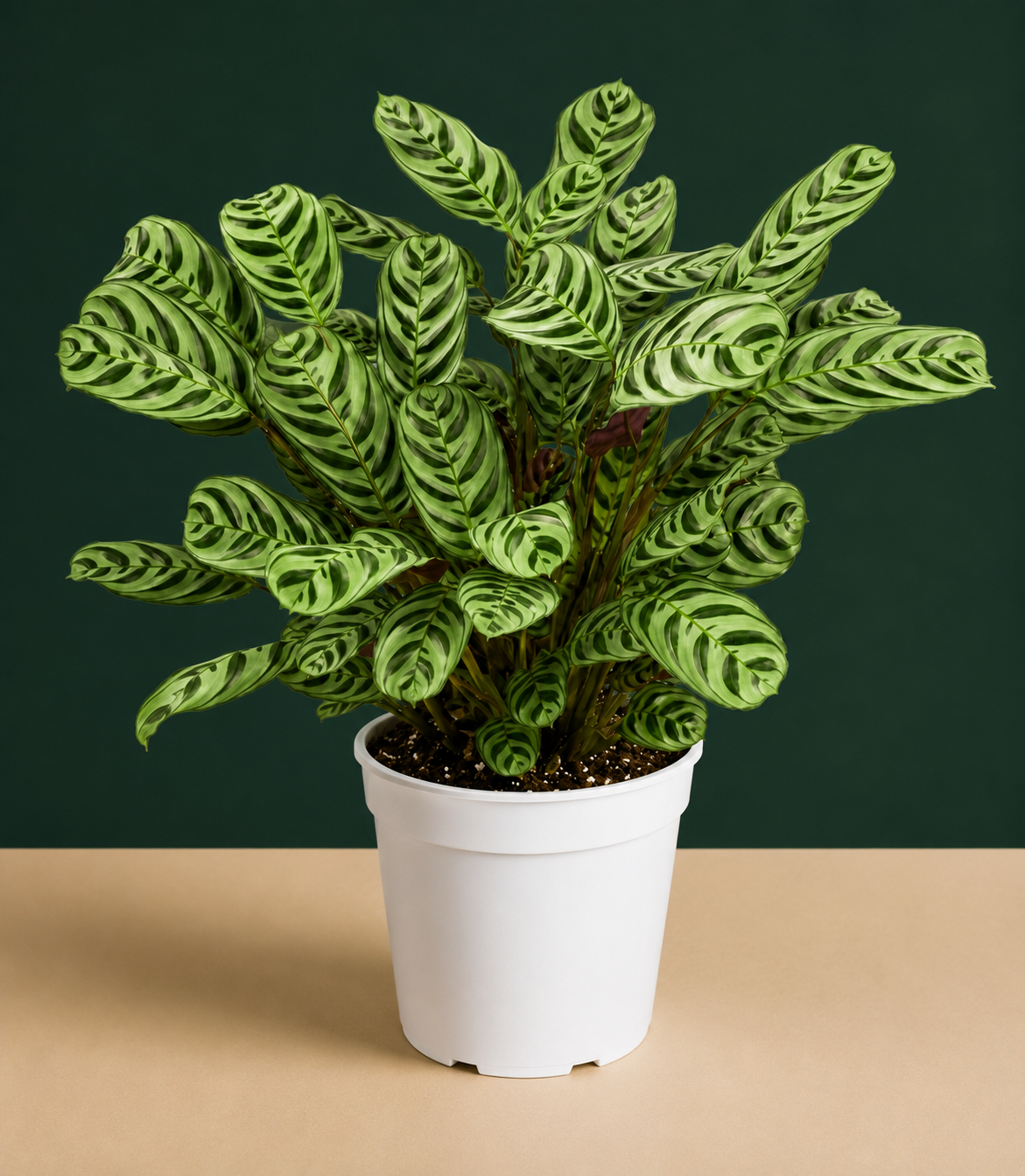 Calathea Burle Marx Live Plant