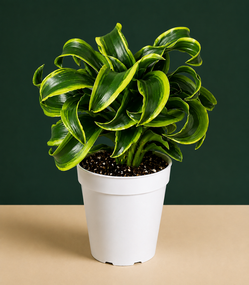 Dracaena Tornado Live Plant