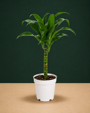 Dracaena Black Beauty Live Plant
