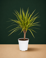 Dracaena Marginata Kiwi Live Plant