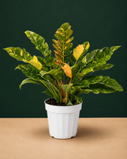 Philodendron Fire Variegated Live Plant