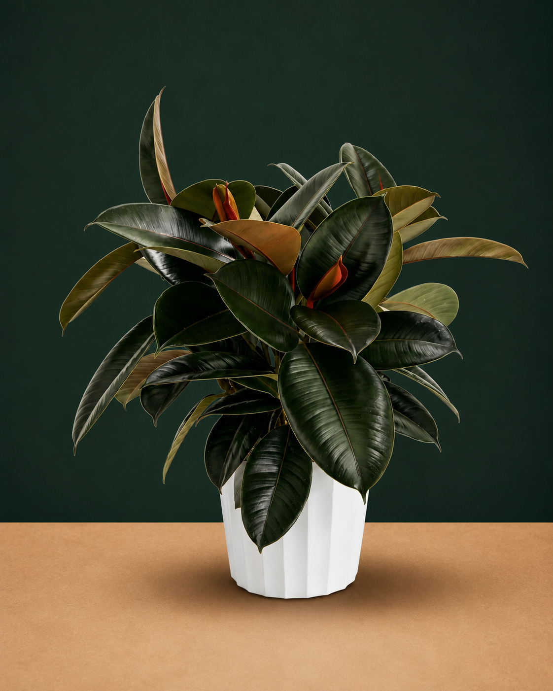 Rubber Tree Live House Plant