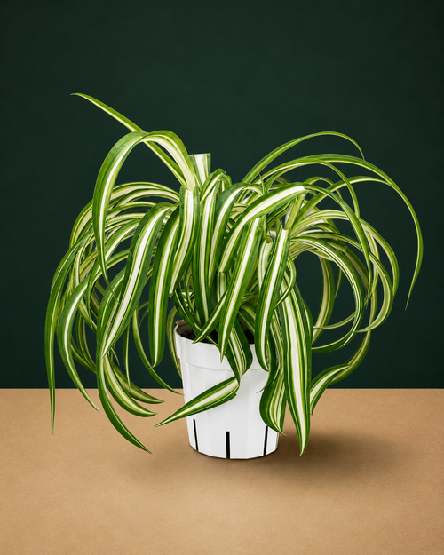 Curly Spider Plant Bonnie