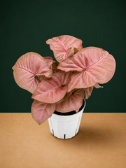 Syngonium Strawberry Live Plant