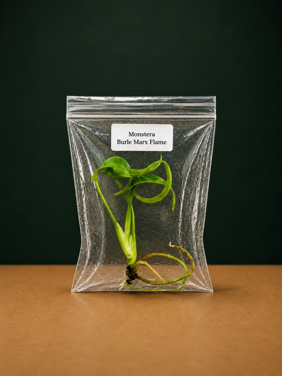 Monstera Burle Marx Flame Tissue Culture Starter Plant