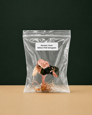 Rare Alocasia Heart Balloon Pink Variegated Tissue Culture