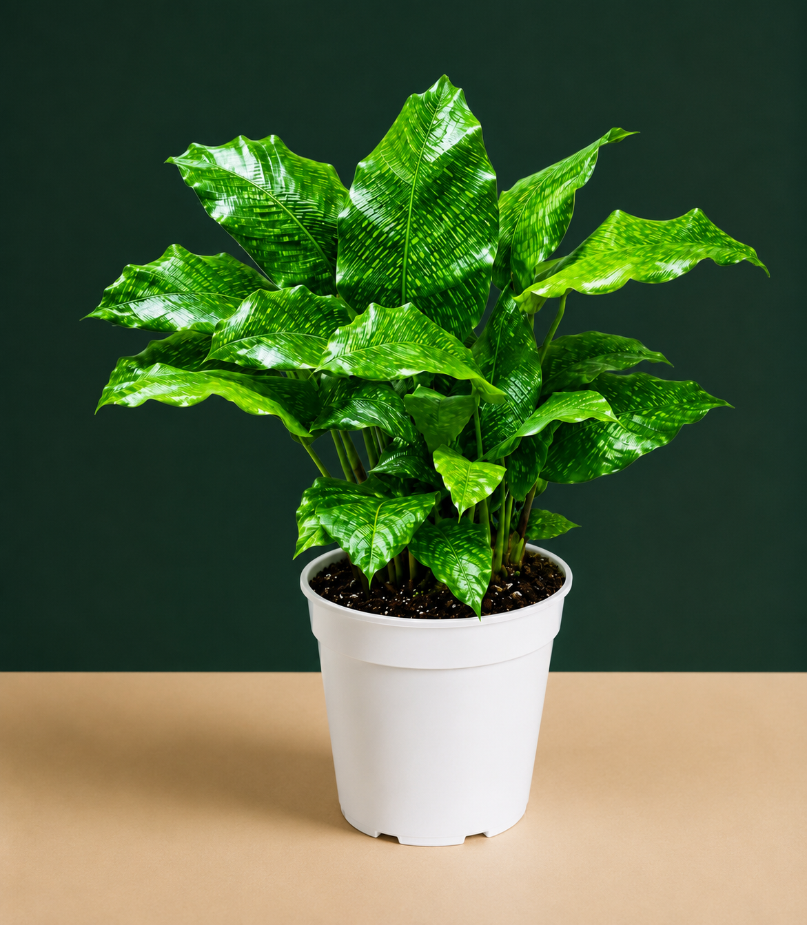 Calathea Network Live Plant