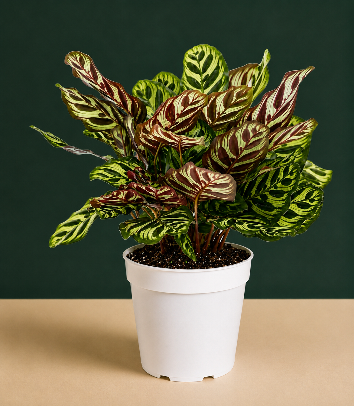 Calathea Peacock Live Plant
