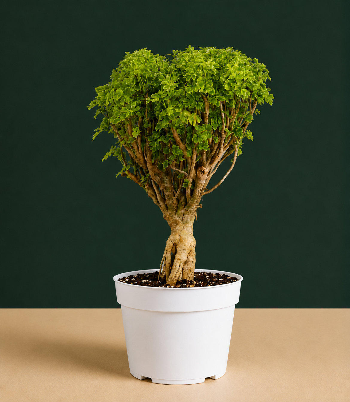 Ming Aralia Gold Bonsai Tree Live Plant