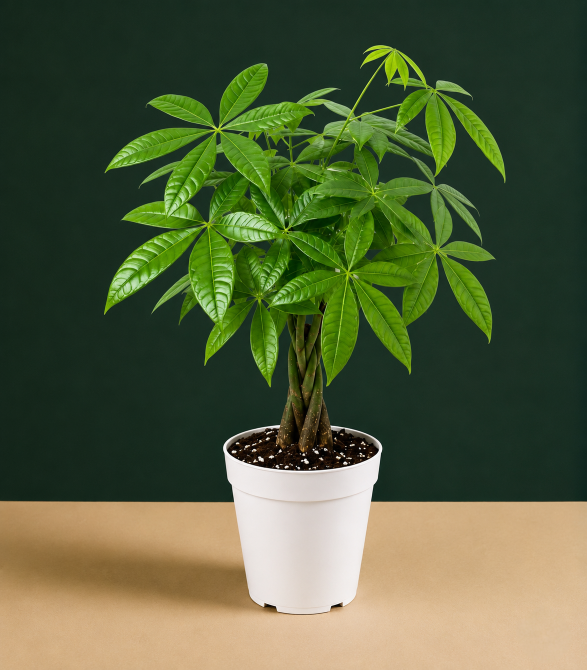 Mini Money Tree Live Plant