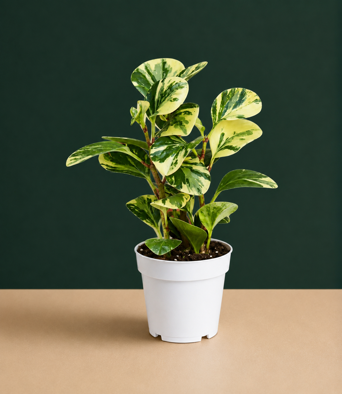 Peperomia Marble Live Plant