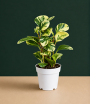 Peperomia Marble Live Plant
