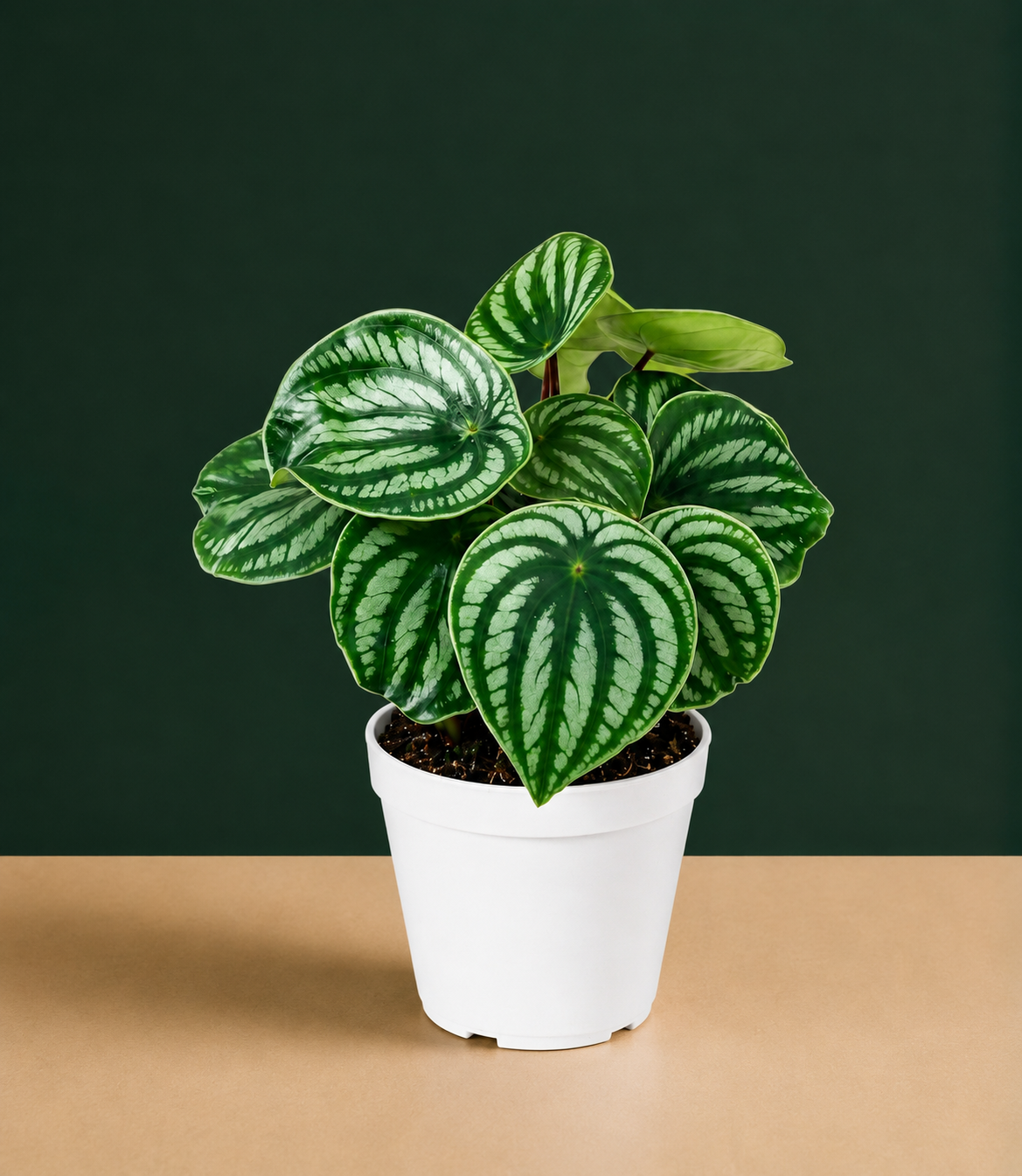 Peperomia Watermelon Live Plant