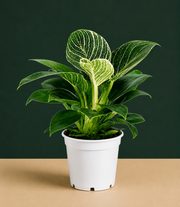 Philodendron Birken Live Plant