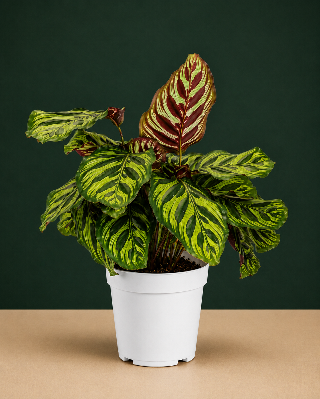 Calathea Peacock Live Plant