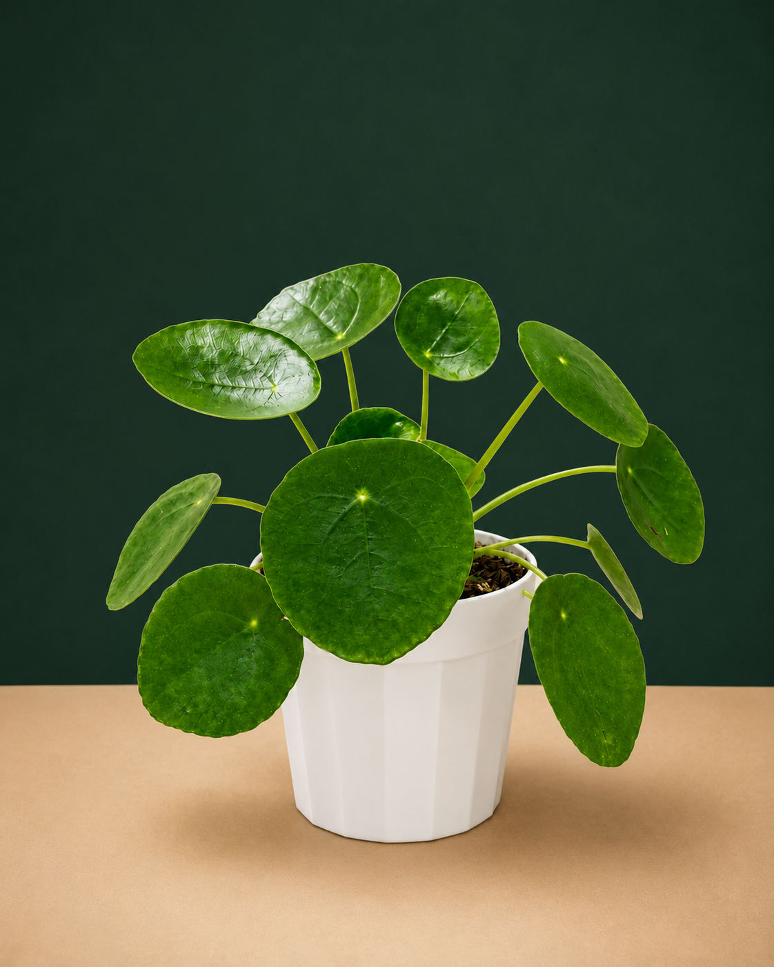 Chinese Money Plant