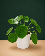 Chinese Money Plant
