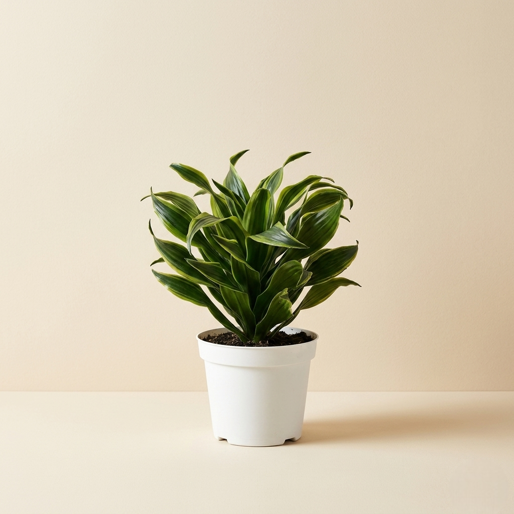 Dracaena Tornado Live Plant