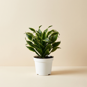 Dracaena Tornado Live Plant
