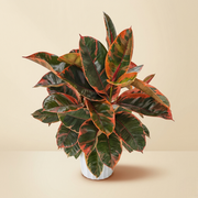Large Ficus Ruby Live Plant