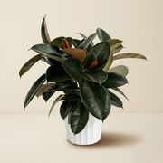 Rubber Tree Live House Plant