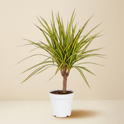 Dracaena Marginata Kiwi Live Plant