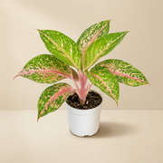 Aglaonema Sparkling Sarah Live Plant