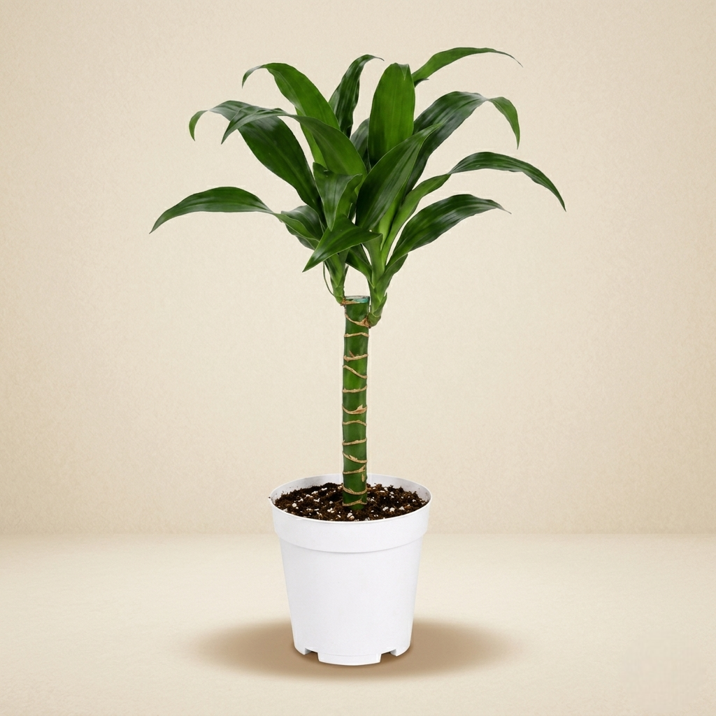 Dracaena Black Beauty Live Plant