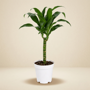Dracaena Black Beauty Live Plant