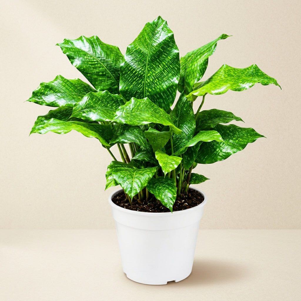 Calathea Network Live Plant