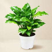 Calathea Network Live Plant